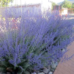 Russian Sage 'Blue spire'